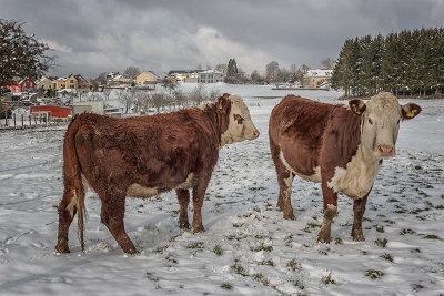 Winterviecher